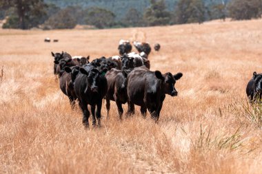 Çiftlikte siyah wagyu sığır eti. Avustralya 'daki güzel sığırlar ot yer, çayırlarda otlarlar. Tarımsal bir çiftlikte yetiştirilen sığır sürüsü. Sürdürülebilir tarım 