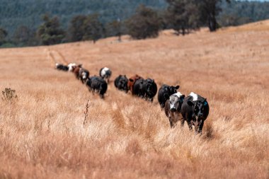 Çiftlikte siyah wagyu sığır eti. Avustralya 'daki güzel sığırlar ot yer, çayırlarda otlarlar. Tarımsal bir çiftlikte yetiştirilen sığır sürüsü. Sürdürülebilir tarım 