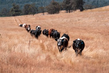 Çiftlikte siyah wagyu sığır eti. Avustralya 'daki güzel sığırlar ot yer, çayırlarda otlarlar. Tarımsal bir çiftlikte yetiştirilen sığır sürüsü. Sürdürülebilir tarım 