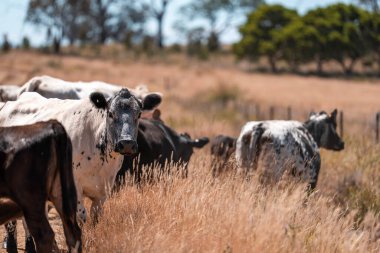 Çiftlikte siyah wagyu sığır eti. Avustralya 'daki güzel sığırlar ot yer, çayırlarda otlarlar. Tarımsal bir çiftlikte yetiştirilen sığır sürüsü. Sürdürülebilir tarım 
