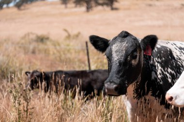 Çiftlikte siyah wagyu sığır eti. Avustralya 'daki güzel sığırlar ot yer, çayırlarda otlarlar. Tarımsal bir çiftlikte yetiştirilen sığır sürüsü. Sürdürülebilir tarım 