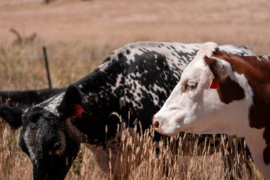 Çiftlikte siyah wagyu sığır eti. Avustralya 'daki güzel sığırlar ot yer, çayırlarda otlarlar. Tarımsal bir çiftlikte yetiştirilen sığır sürüsü. Sürdürülebilir tarım 