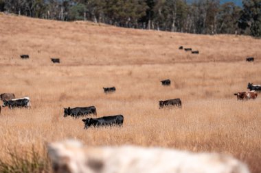 Çiftlikte siyah wagyu sığır eti. Avustralya 'daki güzel sığırlar ot yer, çayırlarda otlarlar. Tarımsal bir çiftlikte yetiştirilen sığır sürüsü. Sürdürülebilir tarım 