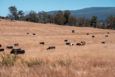 Çiftlikte siyah wagyu sığır eti. Avustralya 'daki güzel sığırlar ot yer, çayırlarda otlarlar. Tarımsal bir çiftlikte yetiştirilen sığır sürüsü. Sürdürülebilir tarım 