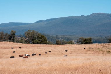 Çiftlikte siyah wagyu sığır eti. Avustralya 'daki güzel sığırlar ot yer, çayırlarda otlarlar. Tarımsal bir çiftlikte yetiştirilen sığır sürüsü. Sürdürülebilir tarım 