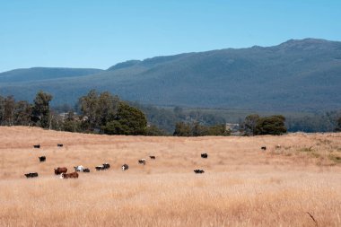 Çiftlikte siyah wagyu sığır eti. Avustralya 'daki güzel sığırlar ot yer, çayırlarda otlarlar. Tarımsal bir çiftlikte yetiştirilen sığır sürüsü. Sürdürülebilir tarım 