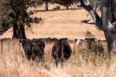 Çiftlikte siyah wagyu sığır eti. Avustralya 'daki güzel sığırlar ot yer, çayırlarda otlarlar. Tarımsal bir çiftlikte yetiştirilen sığır sürüsü. Sürdürülebilir tarım 