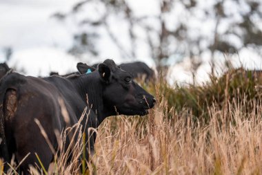 Çiftlikte siyah wagyu sığır eti. Avustralya 'daki güzel sığırlar ot yer, çayırlarda otlarlar. Tarımsal bir çiftlikte yetiştirilen sığır sürüsü. Sürdürülebilir tarım 