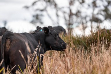 Çiftlikte siyah wagyu sığır eti. Avustralya 'daki güzel sığırlar ot yer, çayırlarda otlarlar. Tarımsal bir çiftlikte yetiştirilen sığır sürüsü. Sürdürülebilir tarım 