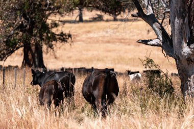 Çiftlikte siyah wagyu sığır eti. Avustralya 'daki güzel sığırlar ot yer, çayırlarda otlarlar. Tarımsal bir çiftlikte yetiştirilen sığır sürüsü. Sürdürülebilir tarım 