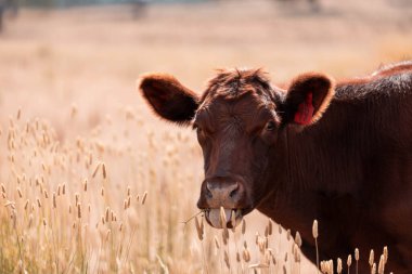 Çiftlikte siyah wagyu sığır eti. Avustralya 'daki güzel sığırlar ot yer, çayırlarda otlarlar. Tarımsal bir çiftlikte yetiştirilen sığır sürüsü. Sürdürülebilir tarım 