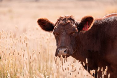 Çiftlikte siyah wagyu sığır eti. Avustralya 'daki güzel sığırlar ot yer, çayırlarda otlarlar. Tarımsal bir çiftlikte yetiştirilen sığır sürüsü. Sürdürülebilir tarım 