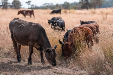Çiftlikte siyah wagyu sığır eti. Avustralya 'daki güzel sığırlar ot yer, çayırlarda otlarlar. Tarımsal bir çiftlikte yetiştirilen sığır sürüsü. Sürdürülebilir tarım 