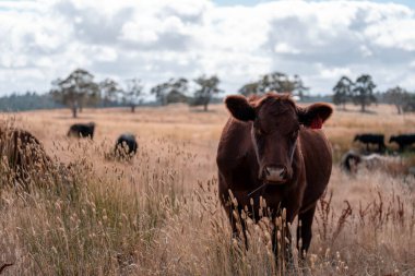 Çiftlikte siyah wagyu sığır eti. Avustralya 'daki güzel sığırlar ot yer, çayırlarda otlarlar. Tarımsal bir çiftlikte yetiştirilen sığır sürüsü. Sürdürülebilir tarım 