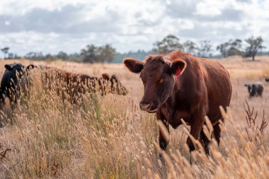 Çiftlikte siyah wagyu sığır eti. Avustralya 'daki güzel sığırlar ot yer, çayırlarda otlarlar. Tarımsal bir çiftlikte yetiştirilen sığır sürüsü. Sürdürülebilir tarım 
