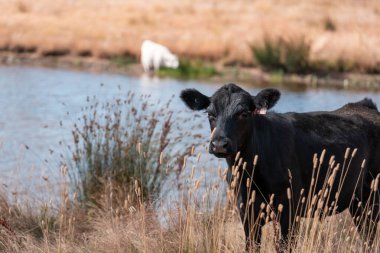 Çiftlikte siyah wagyu sığır eti. Avustralya 'daki güzel sığırlar ot yer, çayırlarda otlarlar. Tarımsal bir çiftlikte yetiştirilen sığır sürüsü. Sürdürülebilir tarım 