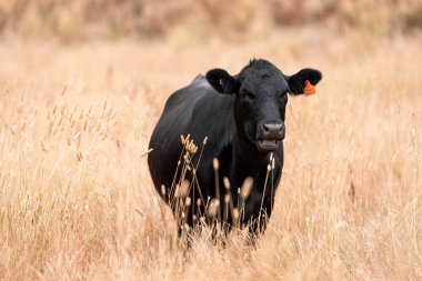 Çiftlikte siyah wagyu sığır eti. Avustralya 'daki güzel sığırlar ot yer, çayırlarda otlarlar. Tarımsal bir çiftlikte yetiştirilen sığır sürüsü. Sürdürülebilir tarım 