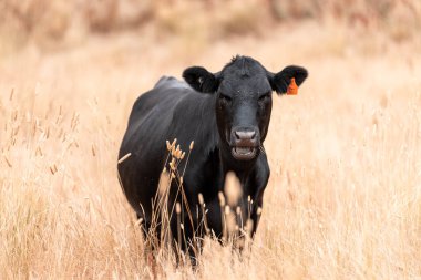 Çiftlikte siyah wagyu sığır eti. Avustralya 'daki güzel sığırlar ot yer, çayırlarda otlarlar. Tarımsal bir çiftlikte yetiştirilen sığır sürüsü. Sürdürülebilir tarım 