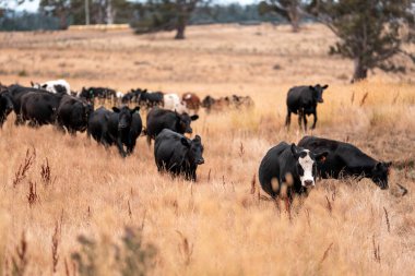 Çiftlikte siyah wagyu sığır eti. Avustralya 'daki güzel sığırlar ot yer, çayırlarda otlarlar. Tarımsal bir çiftlikte yetiştirilen sığır sürüsü. Sürdürülebilir tarım 