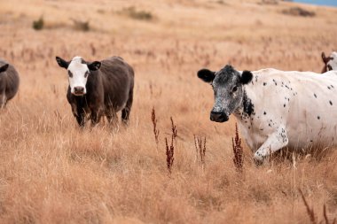 Çiftlikte siyah wagyu sığır eti. Avustralya 'daki güzel sığırlar ot yer, çayırlarda otlarlar. Tarımsal bir çiftlikte yetiştirilen sığır sürüsü. Sürdürülebilir tarım 