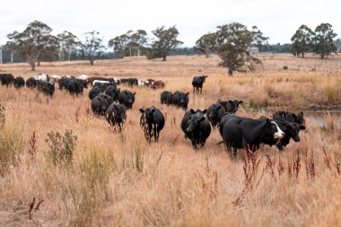 Çiftlikte siyah wagyu sığır eti. Avustralya 'daki güzel sığırlar ot yer, çayırlarda otlarlar. Tarımsal bir çiftlikte yetiştirilen sığır sürüsü. Sürdürülebilir tarım 