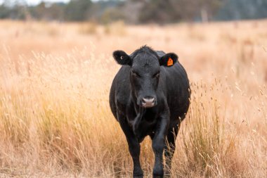 Çiftlikte siyah wagyu sığır eti. Avustralya 'daki güzel sığırlar ot yer, çayırlarda otlarlar. Tarımsal bir çiftlikte yetiştirilen sığır sürüsü. Sürdürülebilir tarım 