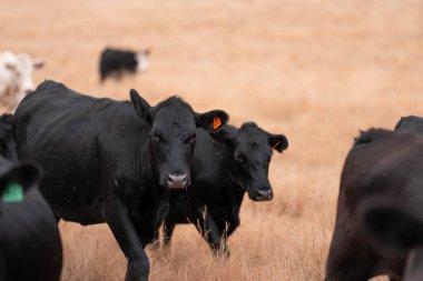 Çiftlikte siyah wagyu sığır eti. Avustralya 'daki güzel sığırlar ot yer, çayırlarda otlarlar. Tarımsal bir çiftlikte yetiştirilen sığır sürüsü. Sürdürülebilir tarım 