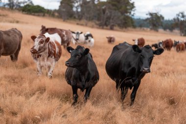 Çiftlikte siyah wagyu sığır eti. Avustralya 'daki güzel sığırlar ot yer, çayırlarda otlarlar. Tarımsal bir çiftlikte yetiştirilen sığır sürüsü. Sürdürülebilir tarım 