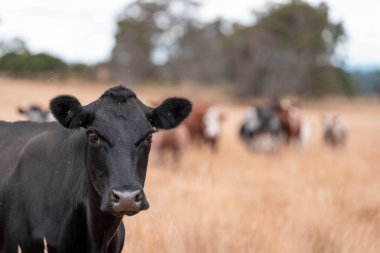 Çiftlikte siyah wagyu sığır eti. Avustralya 'daki güzel sığırlar ot yer, çayırlarda otlarlar. Tarımsal bir çiftlikte yetiştirilen sığır sürüsü. Sürdürülebilir tarım 