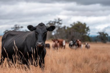Çiftlikte siyah wagyu sığır eti. Avustralya 'daki güzel sığırlar ot yer, çayırlarda otlarlar. Tarımsal bir çiftlikte yetiştirilen sığır sürüsü. Sürdürülebilir tarım 