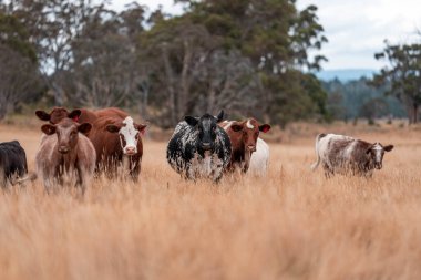 Çiftlikte siyah wagyu sığır eti. Avustralya 'daki güzel sığırlar ot yer, çayırlarda otlarlar. Tarımsal bir çiftlikte yetiştirilen sığır sürüsü. Sürdürülebilir tarım 