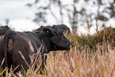 Çiftlikte siyah wagyu sığır eti. Avustralya 'daki güzel sığırlar ot yer, çayırlarda otlarlar. Tarımsal bir çiftlikte yetiştirilen sığır sürüsü. Sürdürülebilir tarım 