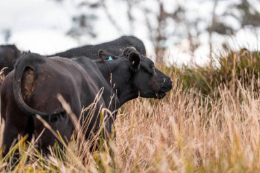 Çiftlikte siyah wagyu sığır eti. Avustralya 'daki güzel sığırlar ot yer, çayırlarda otlarlar. Tarımsal bir çiftlikte yetiştirilen sığır sürüsü. Sürdürülebilir tarım 