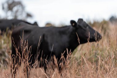 Çiftlikte siyah wagyu sığır eti. Avustralya 'daki güzel sığırlar ot yer, çayırlarda otlarlar. Tarımsal bir çiftlikte yetiştirilen sığır sürüsü. Sürdürülebilir tarım 