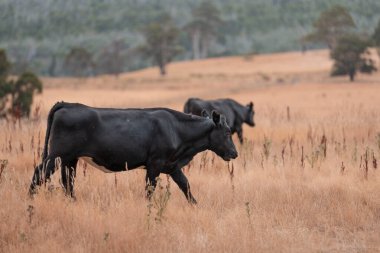 Çiftlikte siyah wagyu sığır eti. Avustralya 'daki güzel sığırlar ot yer, çayırlarda otlarlar. Tarımsal bir çiftlikte yetiştirilen sığır sürüsü. Sürdürülebilir tarım 