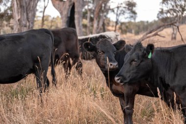 Çiftlikte siyah wagyu sığır eti. Avustralya 'daki güzel sığırlar ot yer, çayırlarda otlarlar. Tarımsal bir çiftlikte yetiştirilen sığır sürüsü. Sürdürülebilir tarım 