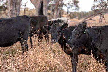 Çiftlikte siyah wagyu sığır eti. Avustralya 'daki güzel sığırlar ot yer, çayırlarda otlarlar. Tarımsal bir çiftlikte yetiştirilen sığır sürüsü. Sürdürülebilir tarım 