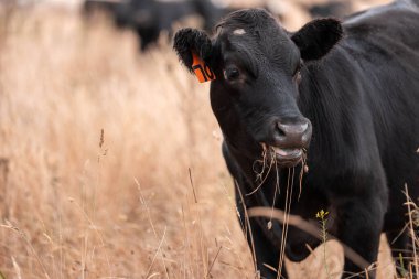 Çiftlikte siyah wagyu sığır eti. Avustralya 'daki güzel sığırlar ot yer, çayırlarda otlarlar. Tarımsal bir çiftlikte yetiştirilen sığır sürüsü. Sürdürülebilir tarım 