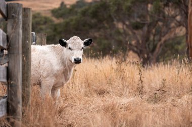 Çiftlikte siyah wagyu sığır eti. Avustralya 'daki güzel sığırlar ot yer, çayırlarda otlarlar. Tarımsal bir çiftlikte yetiştirilen sığır sürüsü. Sürdürülebilir tarım 