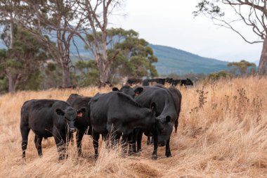 Çiftlikte siyah wagyu sığır eti. Avustralya 'daki güzel sığırlar ot yer, çayırlarda otlarlar. Tarımsal bir çiftlikte yetiştirilen sığır sürüsü. Sürdürülebilir tarım 