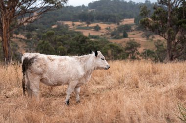 Çiftlikte siyah wagyu sığır eti. Avustralya 'daki güzel sığırlar ot yer, çayırlarda otlarlar. Tarımsal bir çiftlikte yetiştirilen sığır sürüsü. Sürdürülebilir tarım 