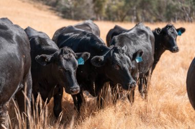 Çiftlikte siyah wagyu sığır eti. Avustralya 'daki güzel sığırlar ot yer, çayırlarda otlarlar. Tarımsal bir çiftlikte yetiştirilen sığır sürüsü. Sürdürülebilir tarım 