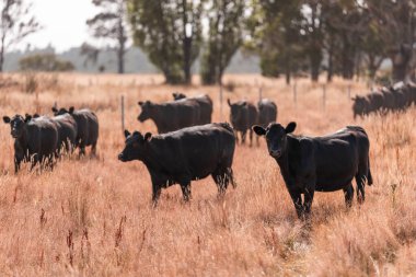 Yazın bir tarlada şişman inek sürüsü 