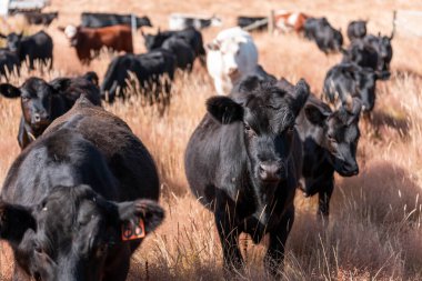 Avustralya 'da yaz mevsiminde bir tarlada şişman siyah ineklerin portresi 
