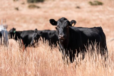 Yazın bir tarlada şişman inek sürüsü 