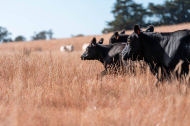 Yazın bir tarlada şişman inek sürüsü 
