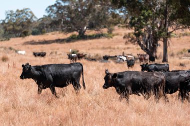 Yazın bir tarlada şişman inek sürüsü 