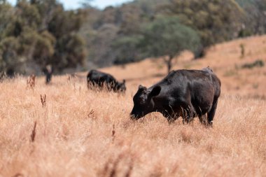 Avustralya 'daki güzel sığırlar ot yer, otlakta otlarlar. Tarımsal bir çiftlikte yetiştirilen sığır sürüsü. Yazın sürdürülebilir tarım