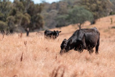 Avustralya 'da yaz mevsiminde bir tarlada şişman siyah ineklerin portresi 