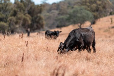 Yazın bir tarlada şişman inek sürüsü 